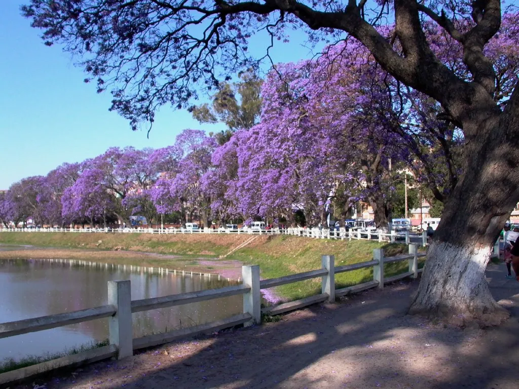Tana-Jacaranda Hotel 3
